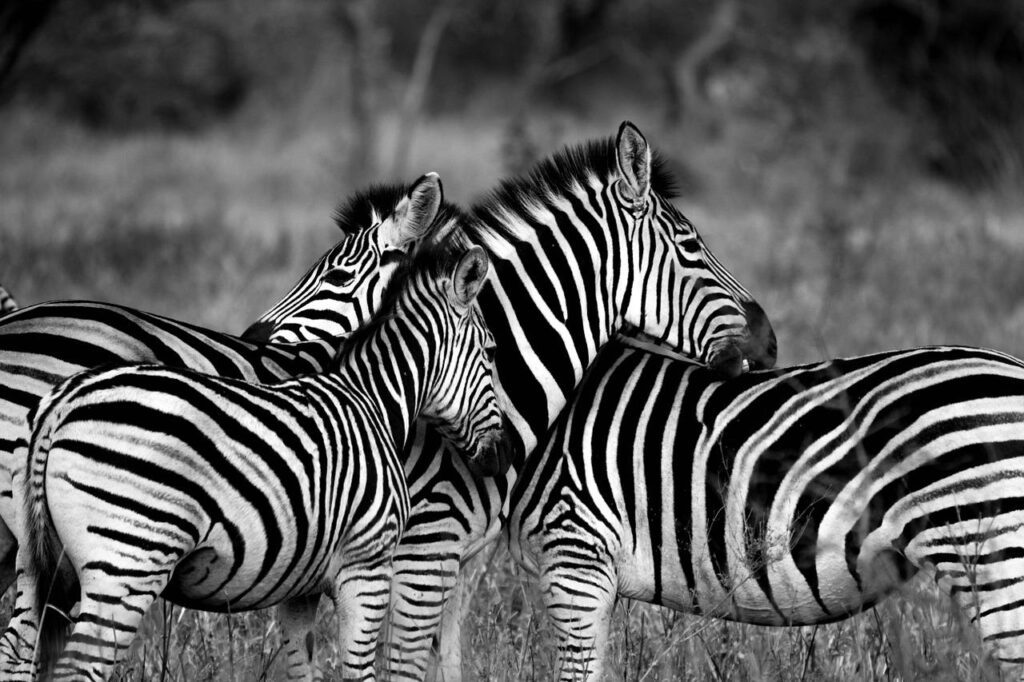 zebra, animals, safari-1141302.jpg